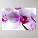 White Orchids posters