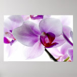 White Orchids posters
