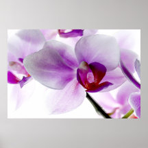 White Orchids Print