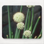 white Ornamental Garlic, (Allium Grande) flowers mousepads
