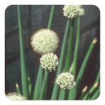white Ornamental Garlic, (Allium Grande) flowers stickers