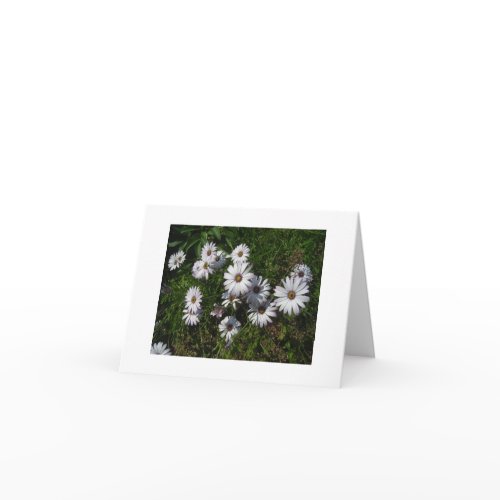 White Osteosperm Note Card zazzle_card