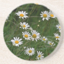 white Oxeye daisy flowers Beverage Coasters