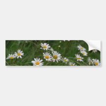 white Oxeye daisy flowers Bumper Stickers