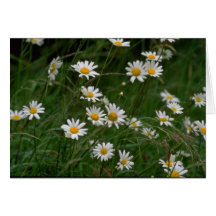 white Oxeye daisy flowers Greeting Cards