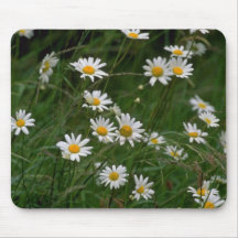 white Oxeye daisy flowers Mouse Pad