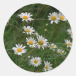 white Oxeye daisy flowers Round Stickers