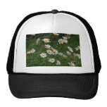white Oxeye daisy flowers Trucker Hat