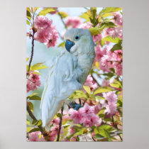 White Parrot in Crab Apple Tree