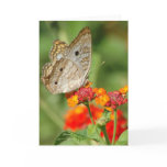 White Peacock Butterfly Blank Note Card