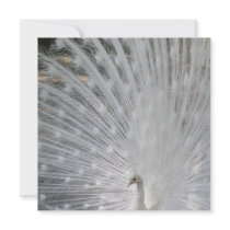 White Peacock Invitation