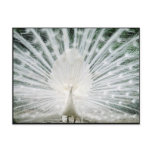 White Peacock