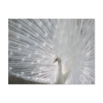 White Peacock Postcard