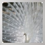 White Peacock Poster posters
