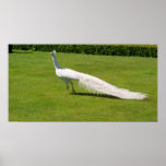 White Peacock Print