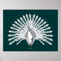 White Peacock Print