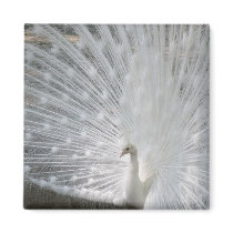 White Peacock Square Magnet