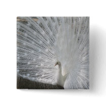 White Peacock Square Magnet Pins