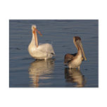 White Pelican, Brown Pelican Postcard