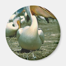 White Pelican Fridge Magnet