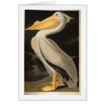 White Pelican, John James Audubon Card