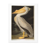 White Pelican, John James Audubon Postcard