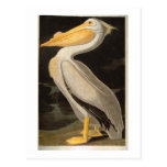 White Pelican, John James Audubon Postcard