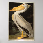 White Pelican, John James Audubon Print