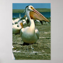 White Pelican Print