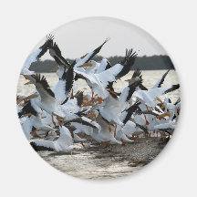 White Pelicans Magnet