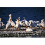 White Pelicans Photo Cut Out