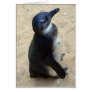 White penquin