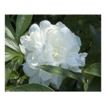 White Peony 20" x 16" Photo Print