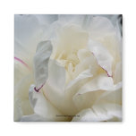 White Peony Up Close Flower Photo Magnet