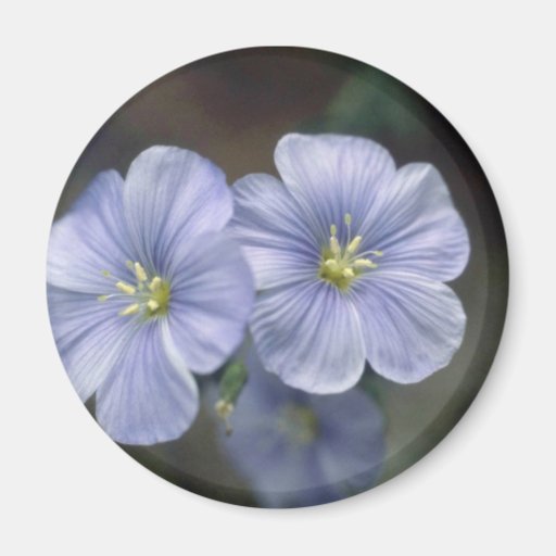 white Perrenial Flax, (Linum Perenne) flowers Fridge Magnet