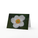 white petals cards