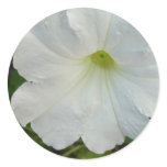 White Petunia Flower Sticker