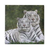 White phase, Bengal Tiger, Tigris Magnet