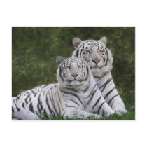 White phase, Bengal Tiger, Tigris Post Cards