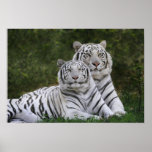 White phase, Bengal Tiger, Tigris posters
