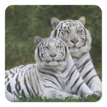 White phase, Bengal Tiger, Tigris Square Stickers