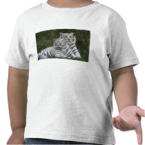 White phase, Bengal Tiger, Tigris Tshirts