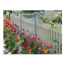 White Picket Fence With Tulips postcard