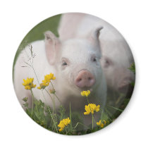 White Piglet Surrounded by Yellow Flowers Refrigerator Magnet