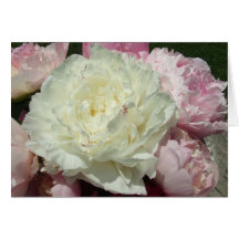 White Pink Peonies / Pink Peony Note Cards