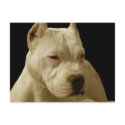 White pitbull postcard