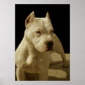 White pitbull poster posters
