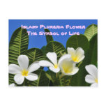 White Plumeria Flower Hawaiian Postcard