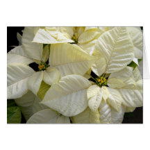 White Poinsettias Cards