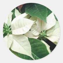 White Poinsettias Stickers